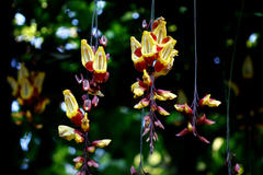 Thunbergia mysorensis